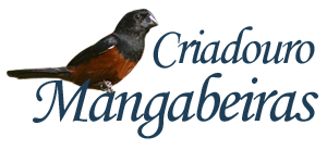 O Criadouro | Criadouro Mangabeiras - Curió - Moacyr Lages - Unaí/MG